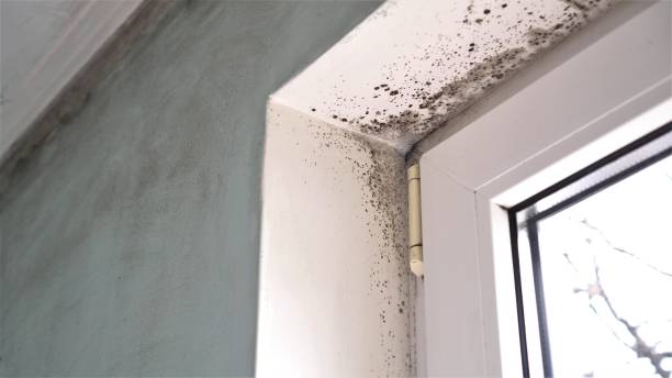 Best Certified Mold Removal  in The Pinehills, MA