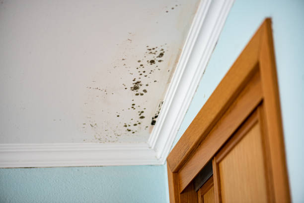 Best Affordable Mold Removal  in The Pinehills, MA