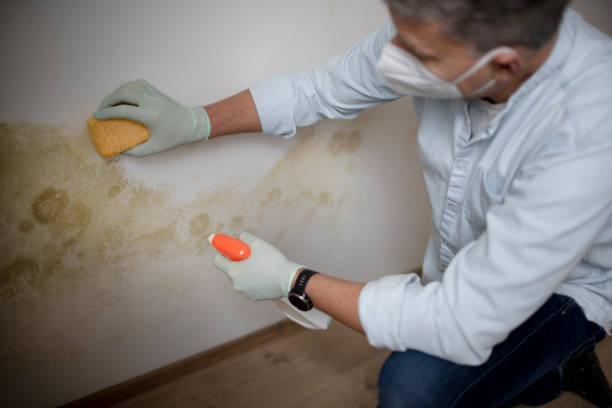 Best Same-Day Mold Removal  in The Pinehills, MA