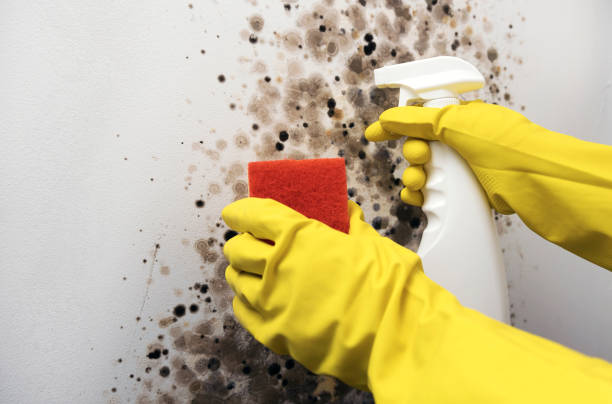 The Pinehills, MA Mold Removal Company