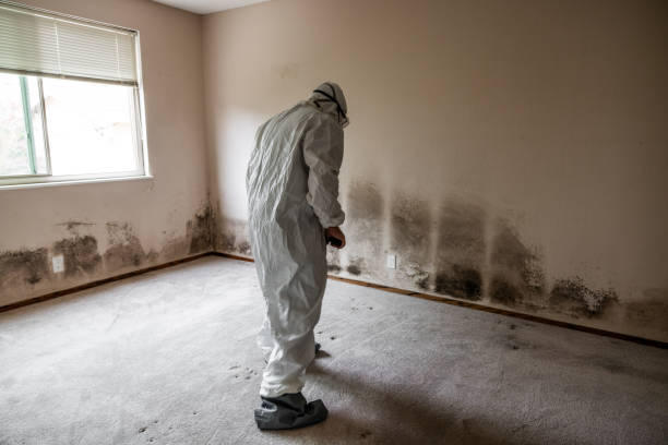 Best Commercial Mold Removal  in The Pinehills, MA