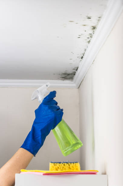 Best Mold Damage Repair  in The Pinehills, MA